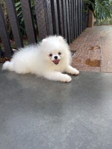 Macho