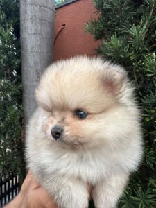 Macho