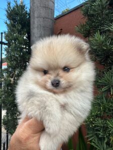 Macho