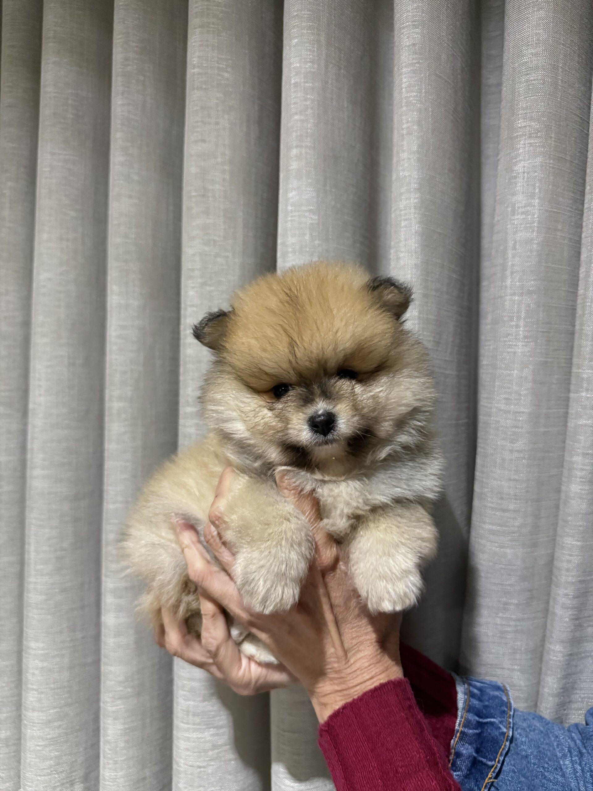 Macho