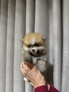 Macho