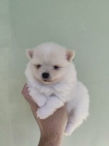 Macho