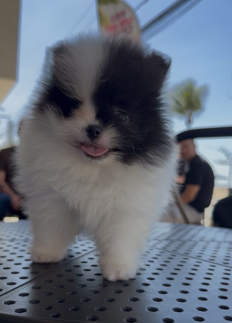 Macho