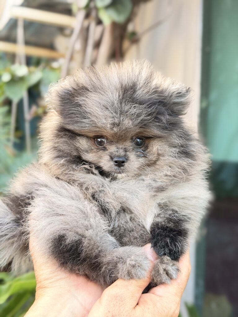 Macho Merle