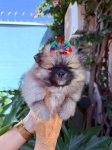Fêmea