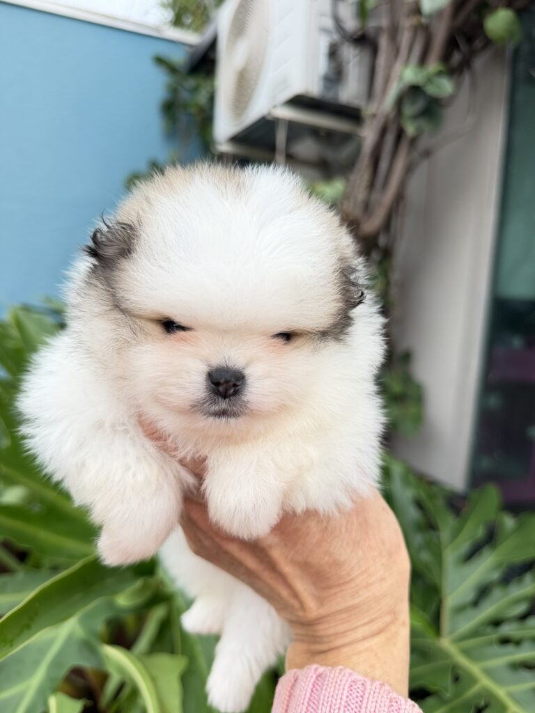 Macho