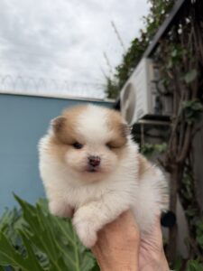 Macho