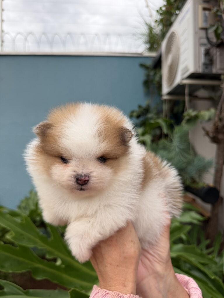 Macho