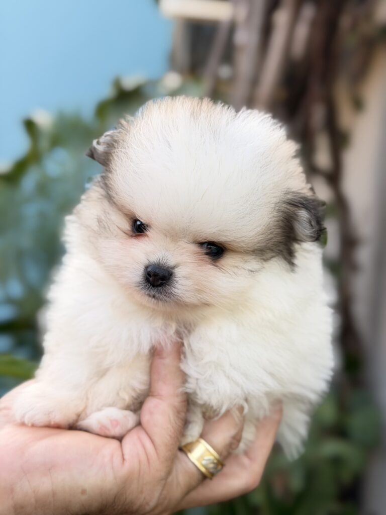 Macho